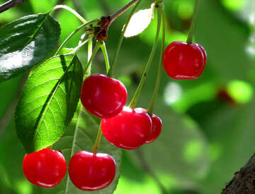 Berry Cherry №25955