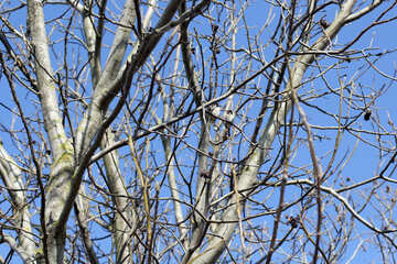 Branches №25804