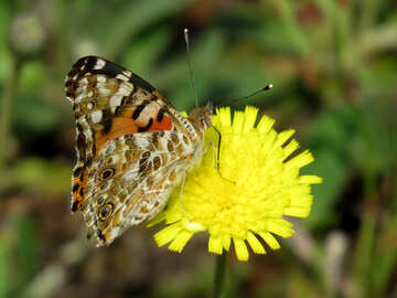 Butterfly on flower №25923