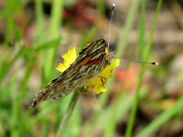 Papillon sur fleur №25925