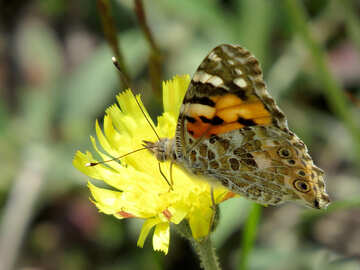 Flower butterfly №25933