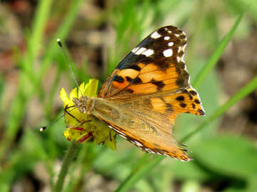 Orange butterfly №25924