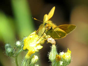 Butterfly Proboscis №25050