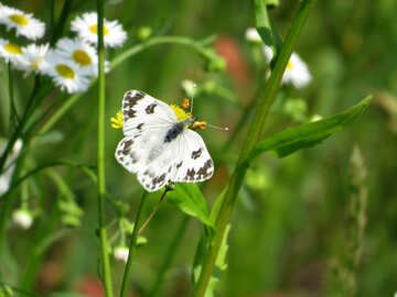 Butterfly white butterfly №25910