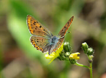 Flying butterfly