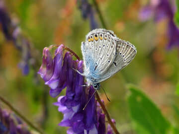 Grand papillon №25918