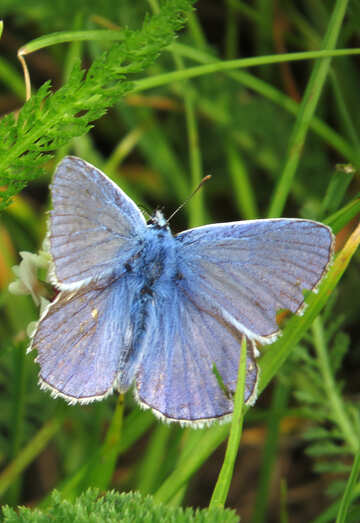 Blue butterfly №25945