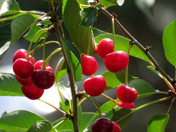 Cherry harvest №25961