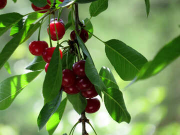 Ripe cherry №25973