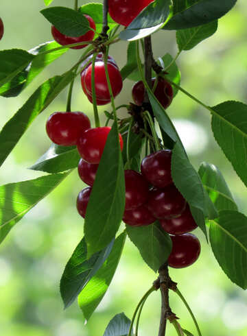 Ripe cherry on branch №25971