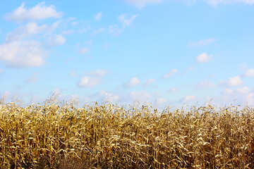 Corn field №25806