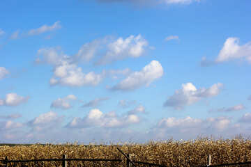 Corn field behind the fence №25810