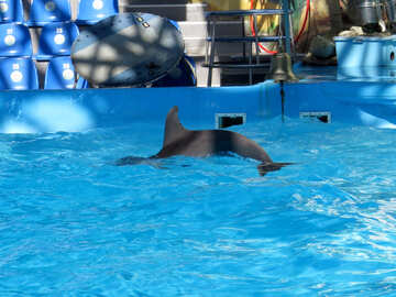 Dolphin №25162