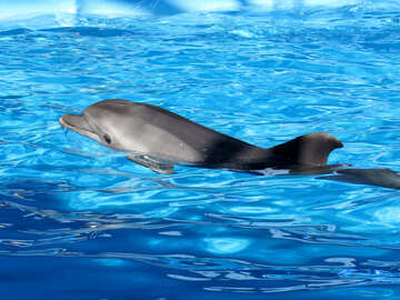 Dolphin №25415