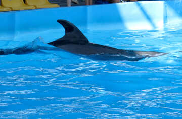 Dolphin №25485