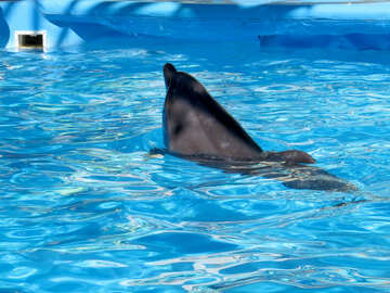 Dolphin №25487