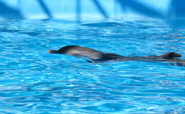 Дельфін №25489