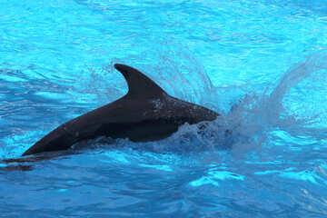 Dolphin №25582