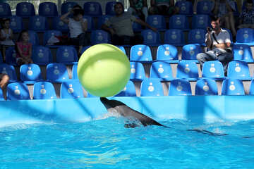Dolphin with ball №25551