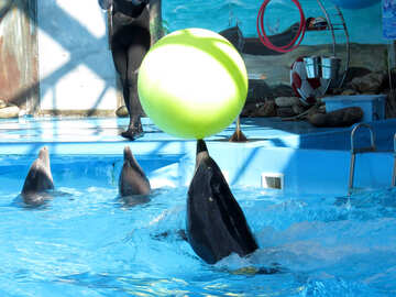 Delphin trägt den ball №25338