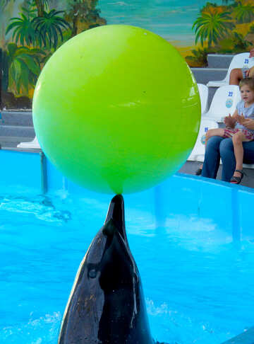 Дельфін несе куля №25339