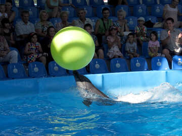 Delfín lleva la bola №25341