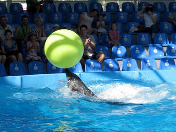 Delfín lleva la bola №25342