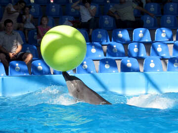 イルカは、ボールを運ぶ №25343