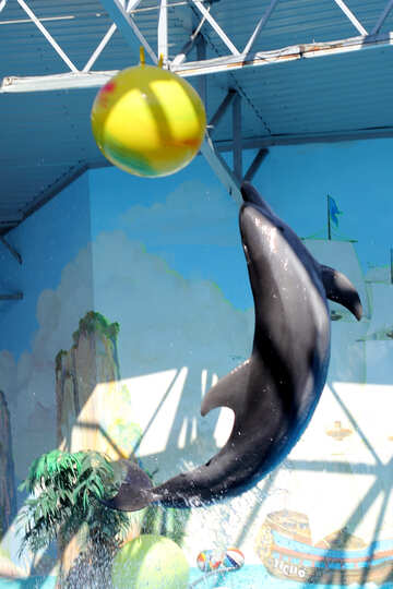 Cheerful dolphin №25553