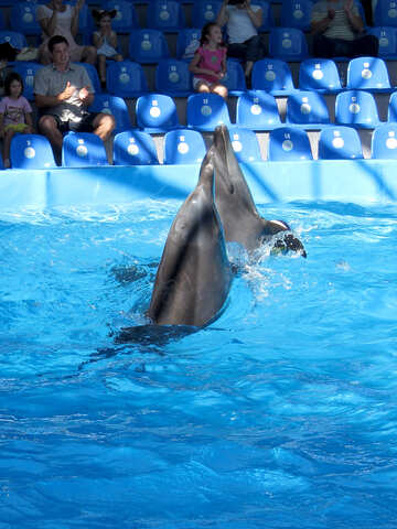 Дельфіни №25350