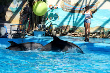 Dolphins in dolphinarium №25583