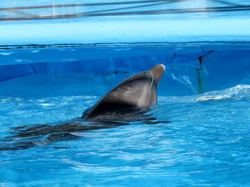 Delphin in Gefangenschaft №25388