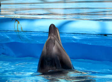 Delfín curioso №25460