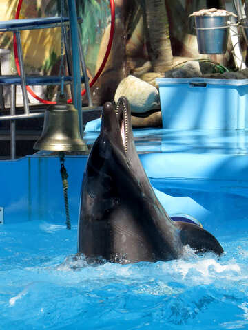 Дельфін з дельфінарію №25347