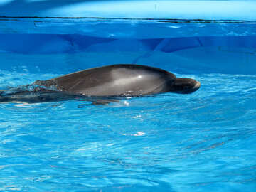 Dolphin at the dolphinarium №25408