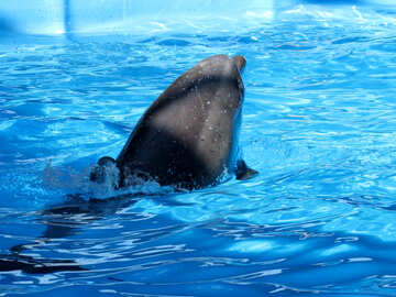 Dolphin at the dolphinarium №25414