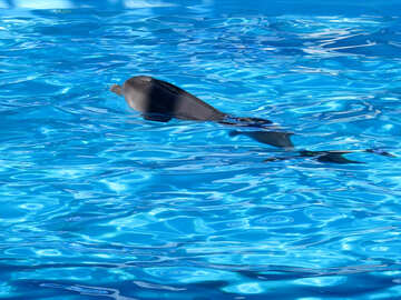 Delfines en el Delfinario №25478