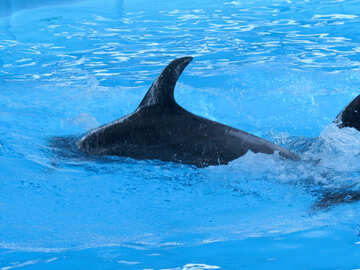 Delfines en el Delfinario №25480