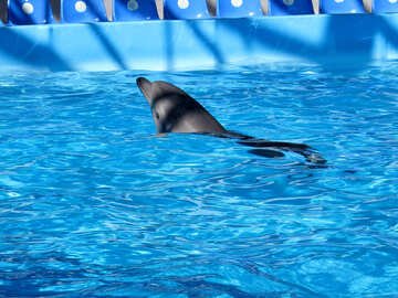 Dolphin at the dolphinarium №25482