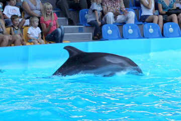 Дельфін в дельфінарії №25584