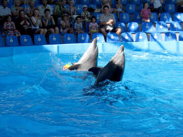Show with dolphins №25355