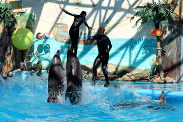 Dolphin shows №25146