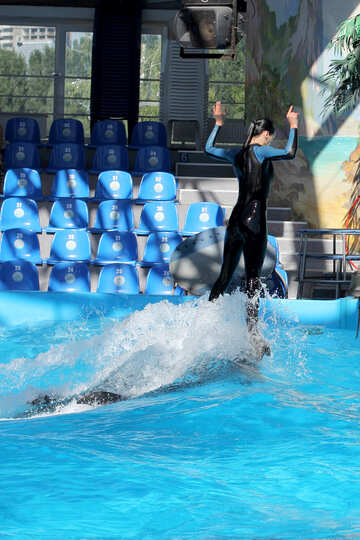 Шоу з дельфінами №25147