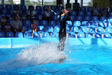 Dolphin shows №25148