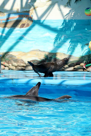 Dolphin shows №25278