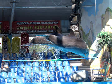 Шоу з дельфінами №25327