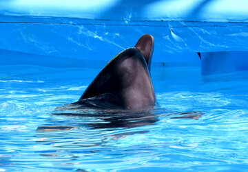 Dolphin head №25519
