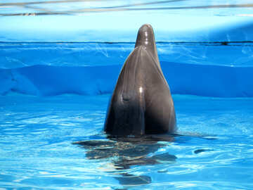 Testa di delfino sopra l`acqua №25498