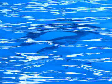 Silhouette Delphin unter Wasser №25517