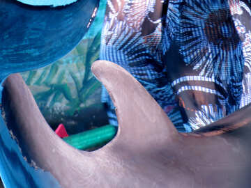 Плавник дельфіна №25508